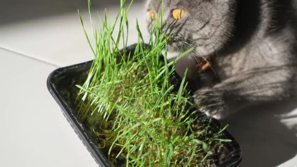 Eine Junge Katze Frisst Gekeimtes Gras Hafersprossen Spezielle Vitamine Für — Stockvideo