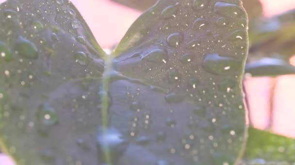 빗방울은 식물의 커다란 떨어진다 아름다운 텍스처의 — 비디오