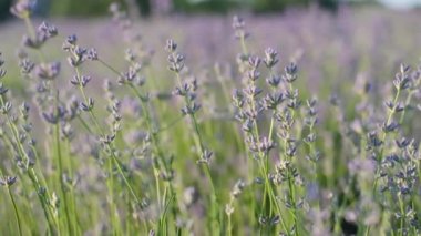Rüzgarda sallanan mor lavanta çiçeklerine yaklaş. Güneşli bir günde lavanta çalıları.