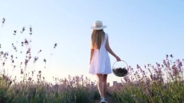 Güzel beyaz elbisesi ve şapkası olan ince bir kadın lavanta tarlasında mavi gökyüzüne karşı elinde sepetle yürüyor. Kendinle uyum içinde. Provence. Lavanta tarlası