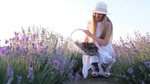 Ung Attraktiv Kvinna Lavendelbuskar Skönhetskoncept Insamling Lavendel Blommor För Torkning — Stockvideo