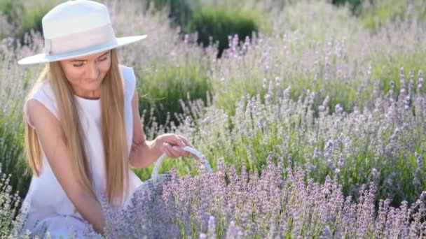 スタイリッシュな白い帽子の魅力的なブロンドの女性は ラベンダー畑の真ん中に座っている間 バスケットにラベンダーの花を摘んでいます 乾燥のための花のコレクション プロヴァンス 美の概念 — ストック動画