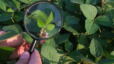 Büyüteçle taze soya filizlerinin görüntüsü. Agronomik teftiş. Fasulye