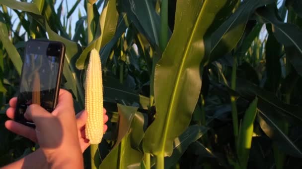 一位身穿蓝色衬衫头戴蓝色帽子的农民正在智能手机上为玉米作物拍照 欧洲农民的工作 — 图库视频影像