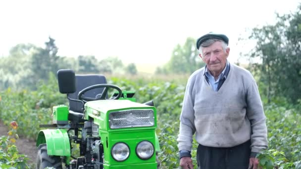 Agricultor Idoso Está Seu Jardim Groselha Preta Lado Trator Trabalho — Vídeo de Stock