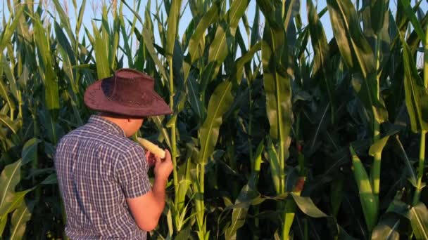 Vue Arrière Jeune Agriculteur Debout Dans Champ Maïs Étudiant Récolte — Video
