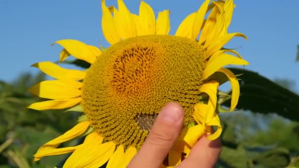 Close Farmer Sunflower Field Demonstrating Talking Harvest Sunflower Cultivation Oil — Stock Video
