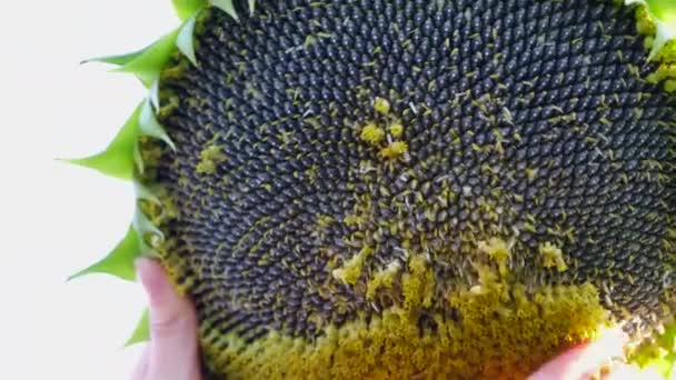 Close Female Farmer Showing Sunflower Harvest Cultivation Environmentally Friendly Sunflower — Stock Video