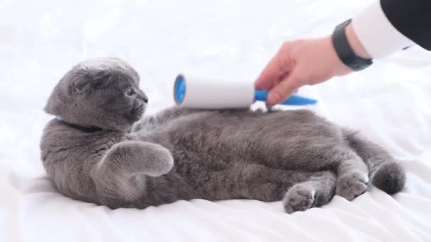 Cuidar Gato Doméstico Raça Pura Uma Mão Homem Terno Negócios — Vídeo de Stock