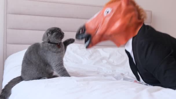 一位戴着马面具的商人正和他的灰猫玩耍 他正坐在卧室的一张白色的床上 猫带着马的面具玩耍 — 图库视频影像