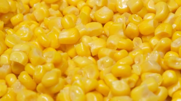 Makro Video Kukuřičnými Semínky Točícími Kruhu Detailní Záběr Vařené Kukuřice — Stock video