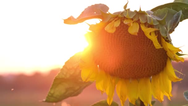 一朵黄色的大向日葵 在阳光和日落的背景下 向日葵花农业植物 — 图库视频影像