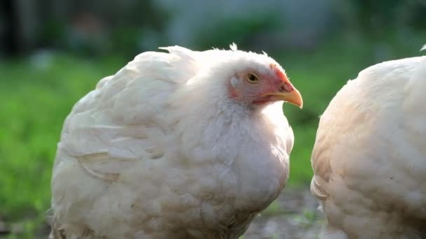 Çiftlikteki Tavuklar Izgara Tavuklar Kümes Hayvanları Çiftliği Yumurta Tavuk Yetiştiriciliği — Stok video
