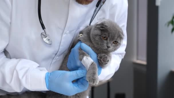 Een Zieke Kat Met Een Verband Zijn Poot Zittend Handen — Stockvideo