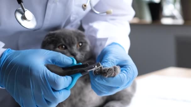 獣医師はふわふわの灰色の猫の爪をトリミングします 獣医師によって獣医のオフィスで猫が検査されます ペットケア 猫爪衛生足 — ストック動画