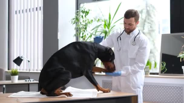 Duży Czarny Pies Czystej Krwi Wizycie Weterynarza Diagnoza Zdrowia Psa — Wideo stockowe