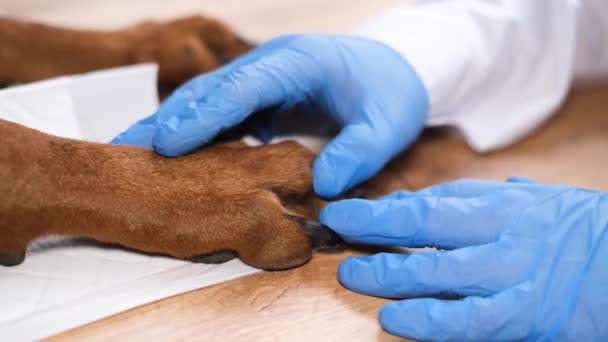 兽医的特写镜头上交医疗手套 检查一只棕色的大狗的爪子 兽医预约时的狗 — 图库视频影像