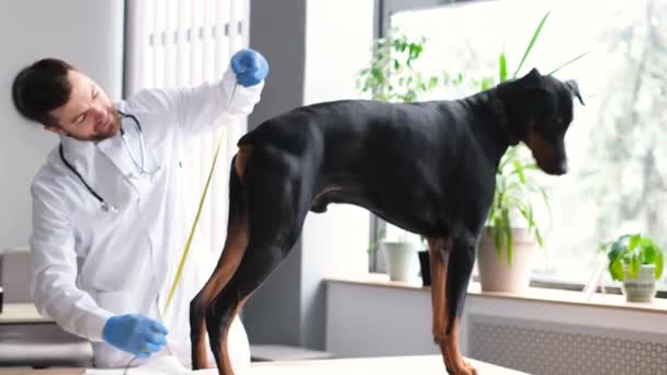 若い実践獣医師は 獣医のオフィスのテーブルの上に立っている大規模なドーバーマンの寸法を測定します 犬の予定獣医検査 — ストック動画