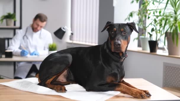 大規模な純血種のドバーマン 羊飼いの犬は 獣医のオフィスのテーブルの上に座っている 獣医の予約で病気の犬 — ストック動画
