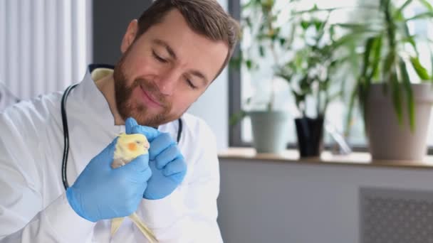 Male Veterinarian Gently Plays Feathered Yellow Parrot Poultry Examined Veterinarian — Stock Video