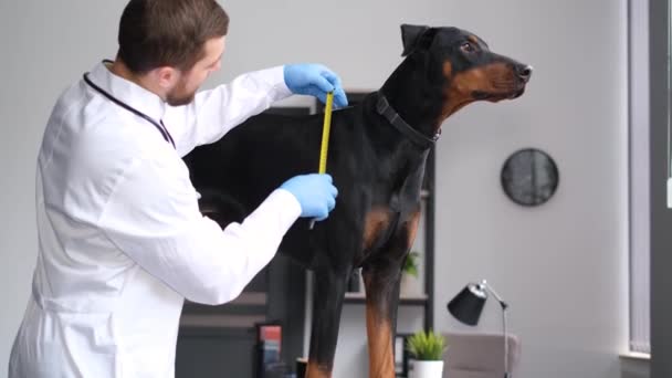 獣医室のテーブルの上に立つ大型純血種の茶色の犬の測定値 獣医における犬の定期検査 — ストック動画