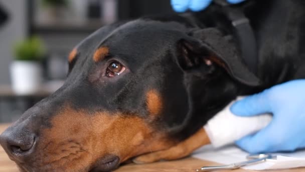Збільшене Зображення Голови Великої Чистої Собаки Обстежується Ветеринаром Ветеринар Рукавичках — стокове відео