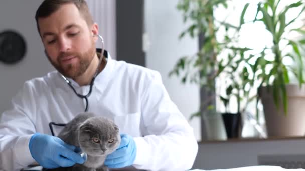 Läkarundersökning Fluffig Brittisk Katt Modern Veterinärklinik Ung Professionell Veterinär Lyssnar — Stockvideo