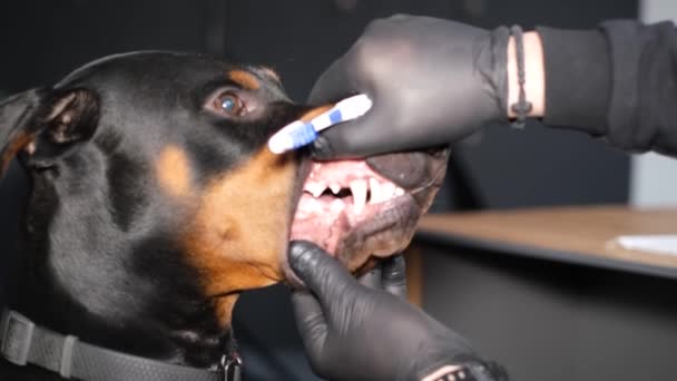 Κοντινό Πλάνο Του Κεφαλιού Ενός Καθαρόαιμου Σκύλου Ενώ Βουρτσίζει Δόντια — Αρχείο Βίντεο