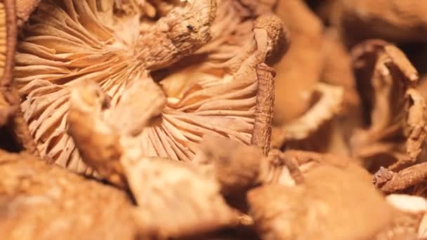Seco Cogumelos Alucinógenos Macro Vídeo Cogumelos Psilocibina Psicoactivos Cogumelos Floresta — Vídeo de Stock