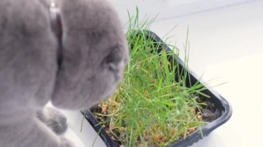 Gri bir kedi pencere kenarında otururken yeşil yulaf filizi yer. Yakın çekim görünümü.
