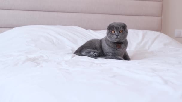 警告の肖像画は 大きな白いベッドの上に横たわる灰色の背の高い猫を怖がらせた 可愛いですペット ホーム — ストック動画