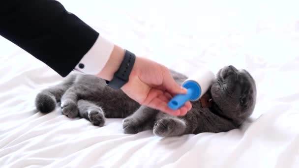 Egy Férfi Kézzel Fésüli Macskát Fehér Ágyon Eltávolítja Felesleges Szőrt — Stock videók