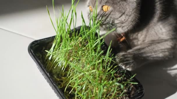 Μια Νεαρή Γάτα Τρώει Φυτρωμένο Γρασίδι Λαχανάκια Βρώμης Ειδικές Βιταμίνες — Αρχείο Βίντεο