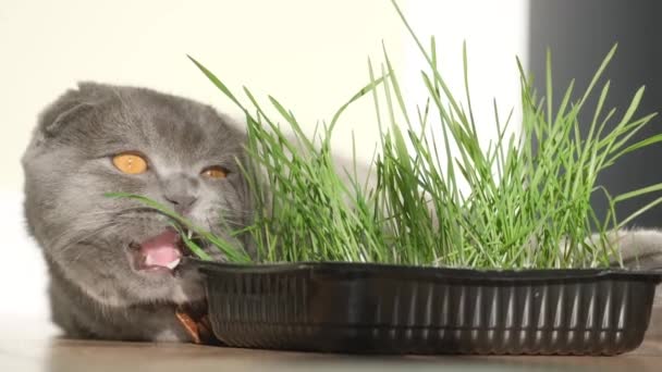 描述了一只苏格兰胖胖的猫正在吃新鲜发芽的青小麦 家猫吃花盆里长出的绿草 猫的维生素 — 图库视频影像