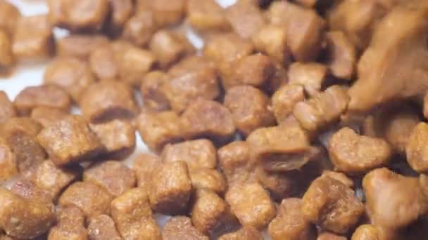 Στεγνή Σκυλοτροφή Πέφτει Αργά Στο Πιάτο Νόστιμη Τροφή Για Ζώα — Αρχείο Βίντεο