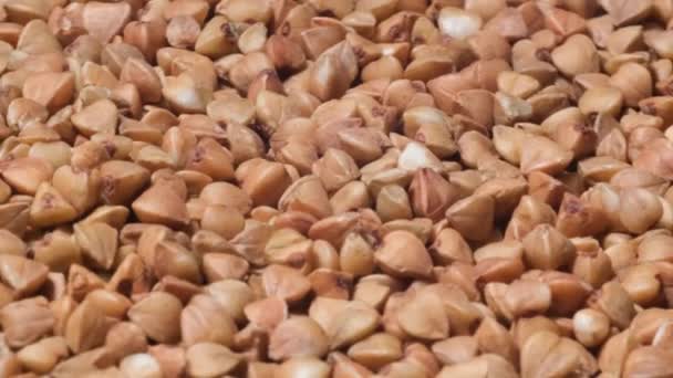 Raw Buckwheat Groats Close High Quality Video — Stock Video
