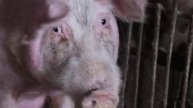 Kafesinde yaşayan üzgün bir ifadeyle büyük bir domuzun yakınlaştırılmış görüntüsü. Domuzlar için küçük bir çiftlik