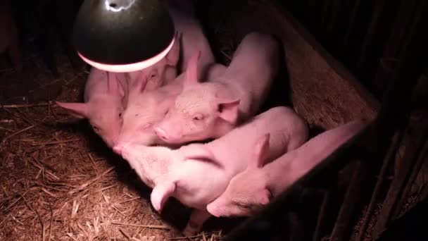 Kleine Roze Biggetjes Een Dierenboerderij Het Dorp Landbouwsector — Stockvideo