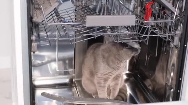 Смішне Відео Сірого Кота Сидить Посудомийній Машині Життя Домашніх Тварин — стокове відео