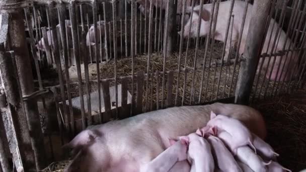 豚の母親のミルクの上の農場の飼料に多くの小さな小豚 子豚の繁殖 — ストック動画