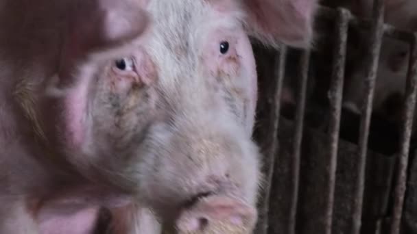 Uma Imagem Ampliada Grande Porco Com Uma Expressão Triste Que — Vídeo de Stock