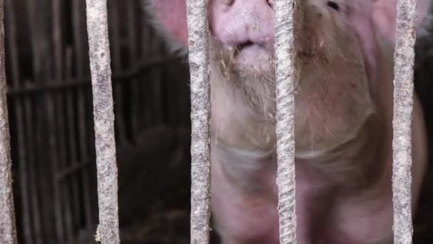 Uma Imagem Ampliada Grande Porco Sujo Que Vive Tua Jaula — Vídeo de Stock