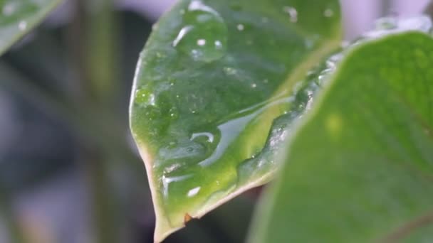有水滴的植物的亮绿色叶子 植物上的雨滴 — 图库视频影像