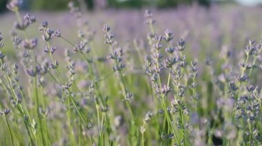 Rüzgarda sallanan mor lavanta çiçeklerine yaklaş. Güneşli bir günde lavanta çalıları.
