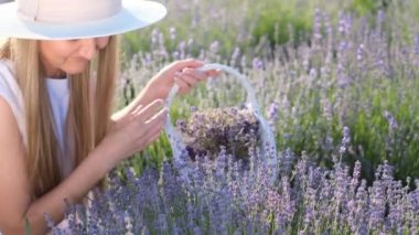 Beyaz şapkalı çekici sarışın kadın lavanta tarlasının ortasında otururken sepetteki lavanta çiçeklerini topluyor. Kurumak için çiçek koleksiyonu. Provence. Güzellik konsepti