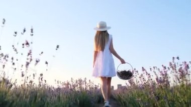 Güzel beyaz elbisesi ve şapkası olan ince bir kadın lavanta tarlasında mavi gökyüzüne karşı elinde sepetle yürüyor. Kendinle uyum içinde. Provence. Lavanta tarlası