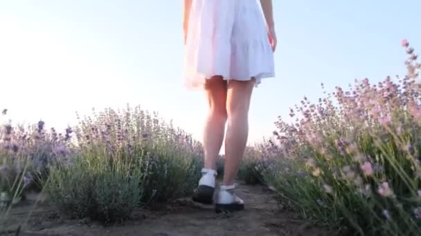 在一个阳光明媚的日子里 一个年轻女子的腿在薰衣草花丛中散步的特写视频 薰衣草田化妆品 医药等方面的薰衣草花卉采集 — 图库视频影像
