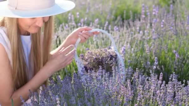 Aantrekkelijke Blonde Vrouw Met Een Stijlvolle Witte Hoed Plukt Lavendelbloemen — Stockvideo