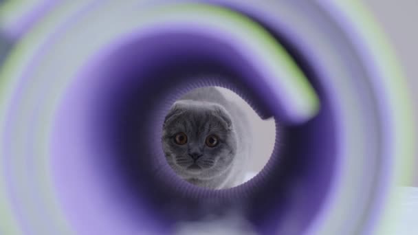 Scottish Fold Katt Leker Tunneln Katter Husdjur — Stockvideo