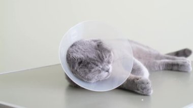 Gri safkan bir kedi gri bir masada veteriner tasmasıyla yatıyor. Hasta bir kedi.
